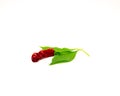 Red Peter pepper or Penis pepper with two leaves, rare ripe fruit distinctively, interesting, phallic shape isolated on white