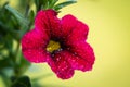 Red petunia flower of the nightshade family