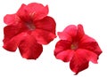 Red petunia flowers blooming on the flower garden. Royalty Free Stock Photo