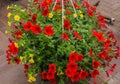 Red petunia flowers in a flower pot Royalty Free Stock Photo