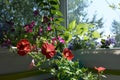 Red petunia flowers in sunny summer day. Small garden on the balcony with blooming plants in containers and pots Royalty Free Stock Photo