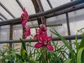 Red Phalaenopsis. Greenhouse with orchids. Orchid farm is an agricultural industry