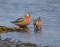 Red Phalarope (Grey Phalarope)