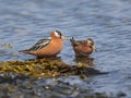 Red Phalarope (Grey Phalarope)