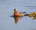 Red Phalarope (Grey Phalarope)