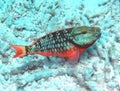 Red Phase Stoplight Parrotfish Royalty Free Stock Photo