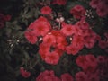 Red phlox in a flowerbed close-up.