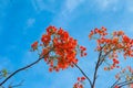 Red phoenix flower again blue sky