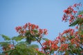 Phoenix flower in bloom at summer