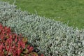 Red photinia fraseri and shrubby germander bush hedges