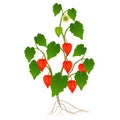 Red physalis plant with roots on a white background.