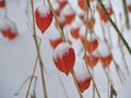 Red physalis  in winter Royalty Free Stock Photo
