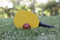 red pickleball ball and shovel Royalty Free Stock Photo