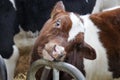 Red pied calf of a holstein friesian cow in a stable Royalty Free Stock Photo