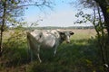 Red Pied cow on cow pasture near the forest Royalty Free Stock Photo