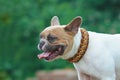 French Bulldog wearing a handmade beautiful wide orange, yellow and brown woven paracord dog collar