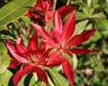 Red Pieris japonica Leaves