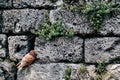 Red pigeon nestling on a stone wall