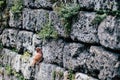 Red pigeon nestling on a stone wall