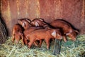 Red pigs of Duroc breed. Newly born. The concept of tasty and healthy ecological food