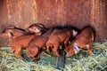 Red pigs of Duroc breed. Newly born. Cute piglets. Rural swine farm Royalty Free Stock Photo