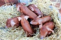 Red pigs of Duroc breed. Newly born. Rural swine farm. Cute piglets