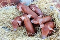 Red pigs of Duroc breed. Newly born. Rural swine farm. Cute piglets Royalty Free Stock Photo