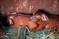 Red pigs of Duroc breed. Newly born. Rural swine farm. Cute piglets Royalty Free Stock Photo