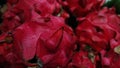 Red piles of dragonfruits on the market