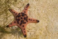 Red pillow starfish on white sand in sea water. Shallow sea water during low tide. Royalty Free Stock Photo