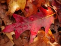 Red Pin Oak Leaf in Autumn Royalty Free Stock Photo