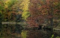 Red Pin Oak tree and other autumn trees by small lake with reflections in autumn time.