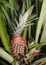 Red pinaple