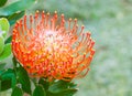 Red Pincushion Protea flower with icicles Royalty Free Stock Photo
