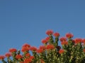 Red Pincushions against a blue sky Royalty Free Stock Photo