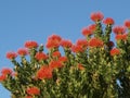 Red Pincushions against a blue sky Royalty Free Stock Photo