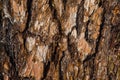 Red pine bark background Royalty Free Stock Photo