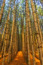 Red Pine Forest Grove of Trees Royalty Free Stock Photo