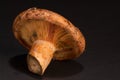 Red pine mushroom Royalty Free Stock Photo