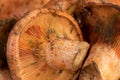 Red pine mushrooms Royalty Free Stock Photo