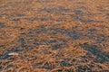 Red pine needles on wet asphalt as backdrop. Fall of foliage in autumn