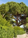 Red pine Pinus sylvestris in the Mediterranean