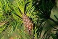 Red Pine Tree with small seed cones at a sunny summer day. Pinus Resinosa from Pinaceae Family, native to North America. Norway Royalty Free Stock Photo