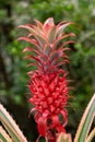 Red pineapple Ananas bracteatus - Davie, Florida, USA Royalty Free Stock Photo