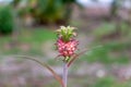 Red pineapple Ananas bracteatus, juvenile, small - Pembroke Pines, Florida, USA Royalty Free Stock Photo