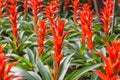 Red pineapple flower Royalty Free Stock Photo