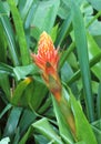 Red pineapple flower, (billbergia pyramidalis) Royalty Free Stock Photo