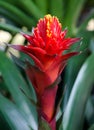 Red pineapple flower