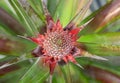 red pineapple flower Royalty Free Stock Photo