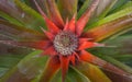 Red pineapple flower Royalty Free Stock Photo